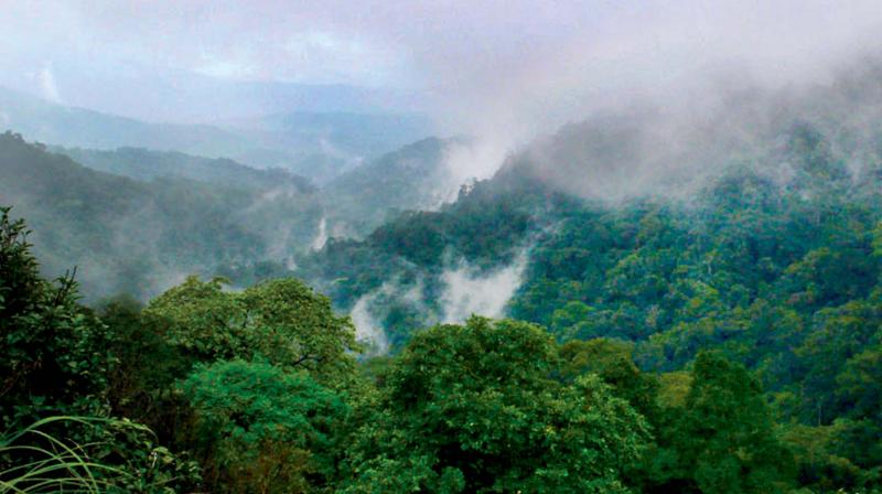 Brahmagiri Wildlife Sanctuary