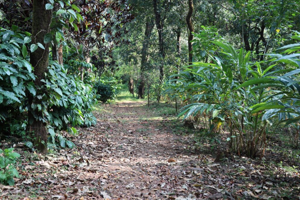 Mercara Gold Estate Coffee Plantation